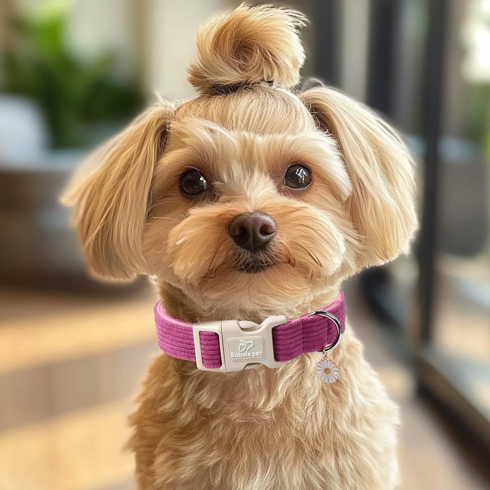 Babole Pet collar corduroy resistente a arañazos para aventuras al aire libre