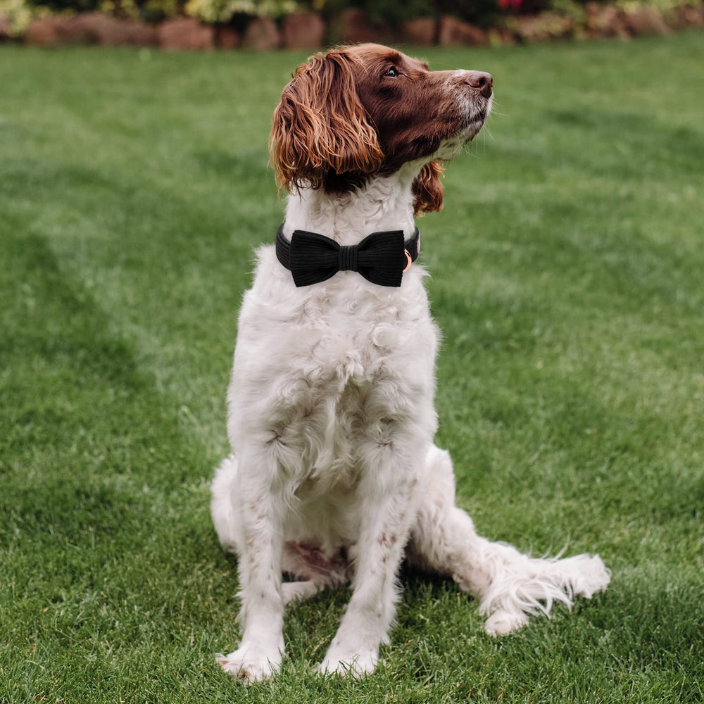 Cuidado y durabilidad Babole Pet collar corduroy en uso diario