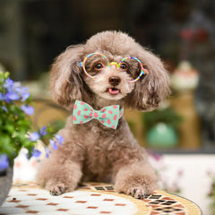 Babole Pet collar con anilla en D de acero para mayor durabilidad