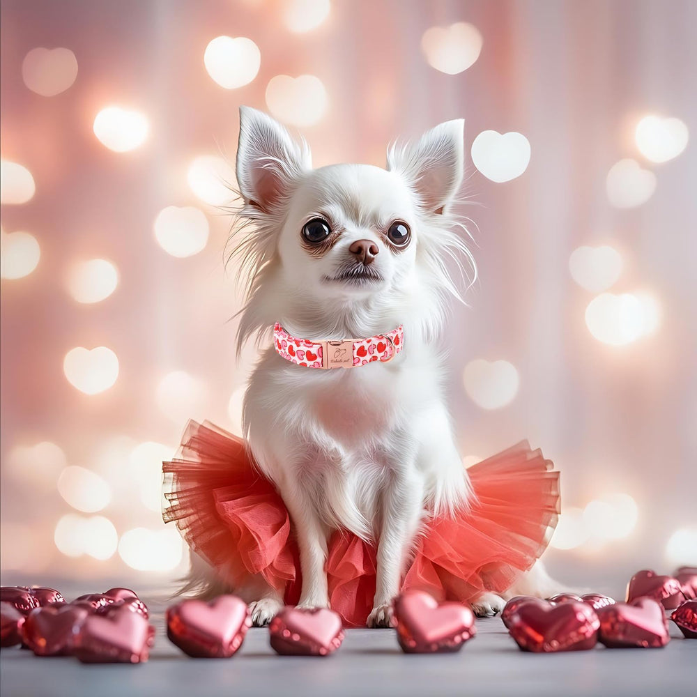 Collar Babole Pet ideal para sesiones de San Valentín.