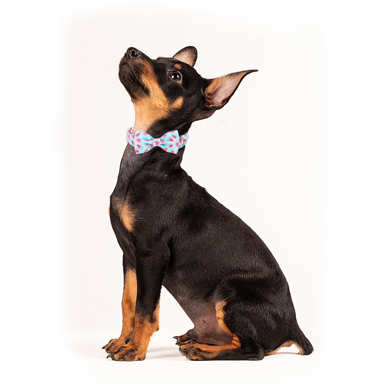 Hebilla de alta resistencia Babole Pet en primer plano, collar duradero