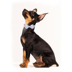 Hebilla de alta resistencia Babole Pet en primer plano, collar duradero