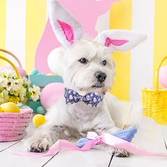 Babole Pet collar-huevos-pascua diseño temático para sesiones de fotos