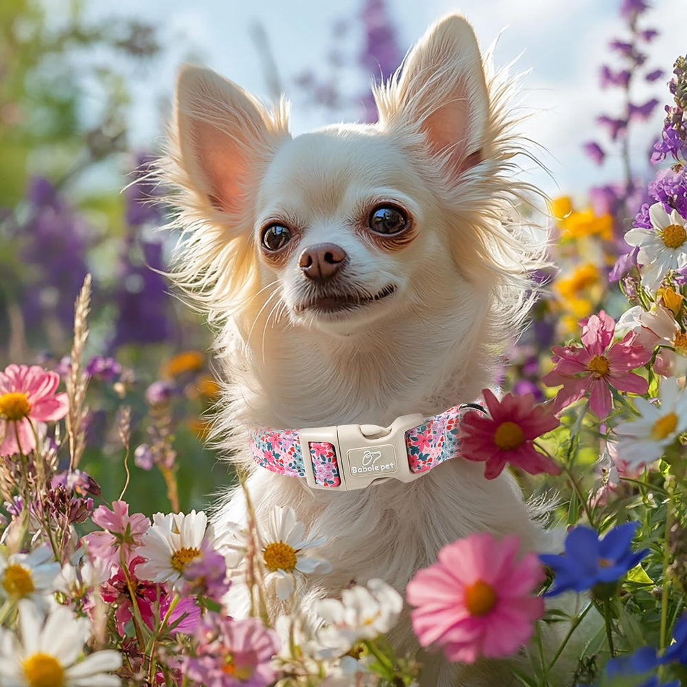 Babole Pet collar perfecto para momentos especiales y paseos diarios.