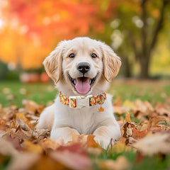 Babole Pet collar, ajuste de cuello 10-16 pulgadas, apto para razas pequeñas.