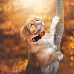 Collar Babole Pet con calabazas y murciélagos para fiestas de otoño.