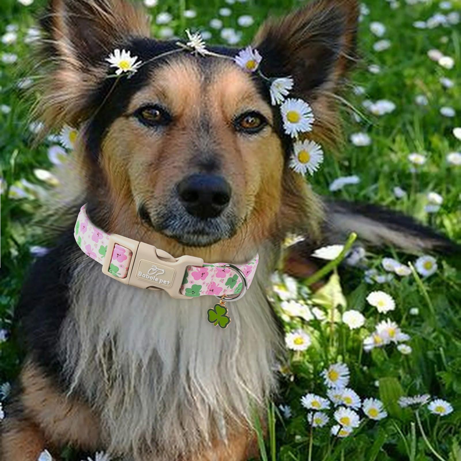 Babole Pet collar ajustable de 10-16 pulgadas para perros pequeños