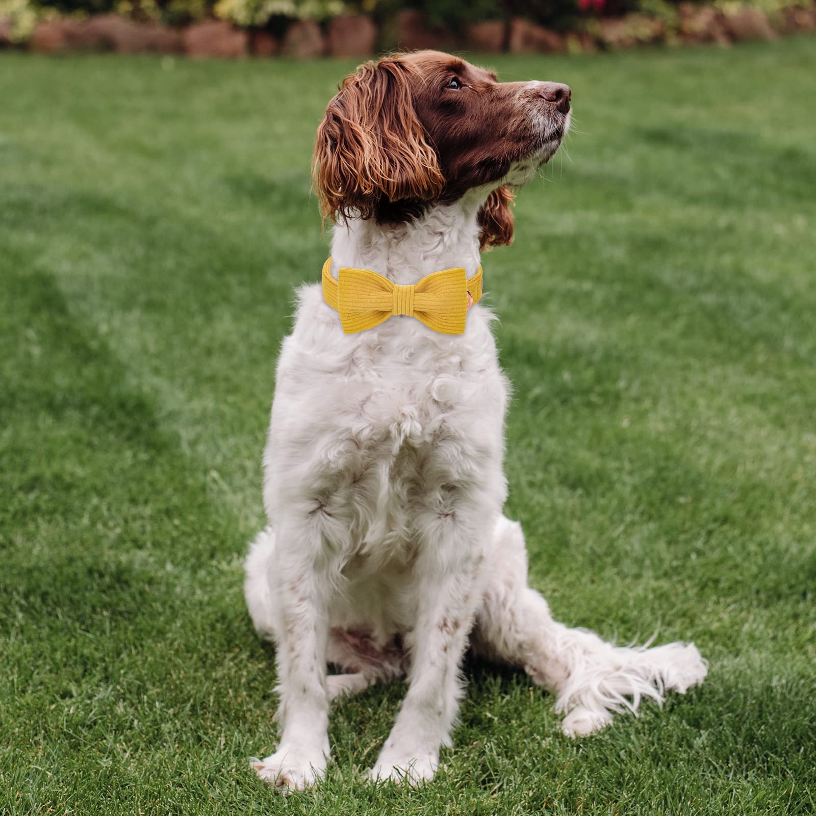 Collar Babole Pet talla XL, ideal para razas grandes y salidas al exterior.