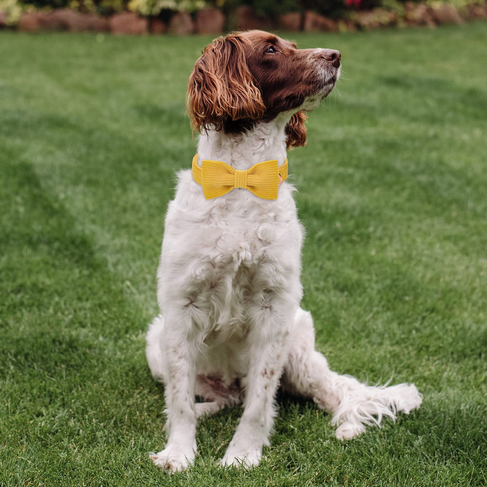 Collar Babole Pet talla XL, ideal para razas grandes y salidas al exterior.