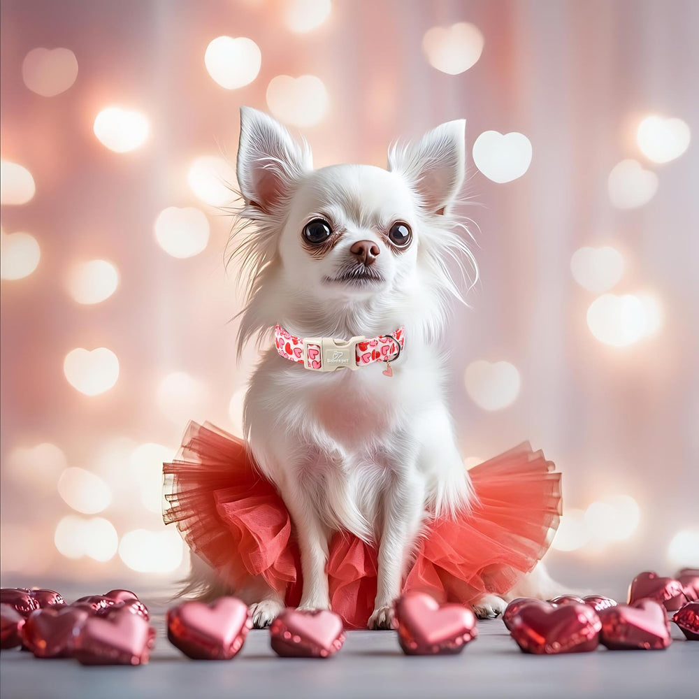 Regalo dulce Babole Pet Valentines para mostrar amor al perro.