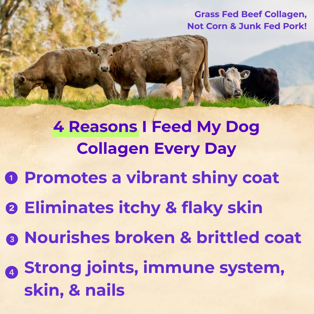 Back 40 Dogs Collagen: brillo del pelaje con cada dosis.