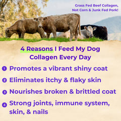 Back 40 Dogs Collagen: brillo del pelaje con cada dosis.