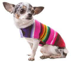 Baja Ponchos poncho perro frente Cinco de Mayo XXS, ideal para lucir festivo y cómodo.