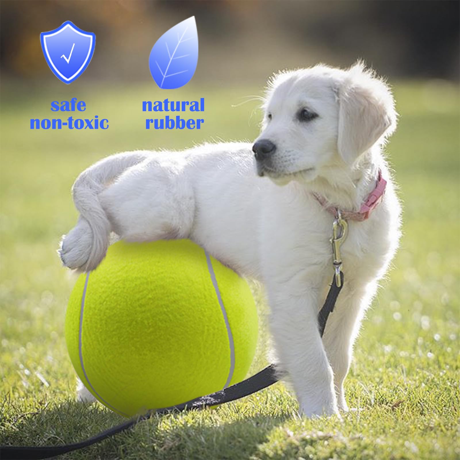 Banfeng bola tenis perro grande amarilla ideal para persecución y ejercicio.