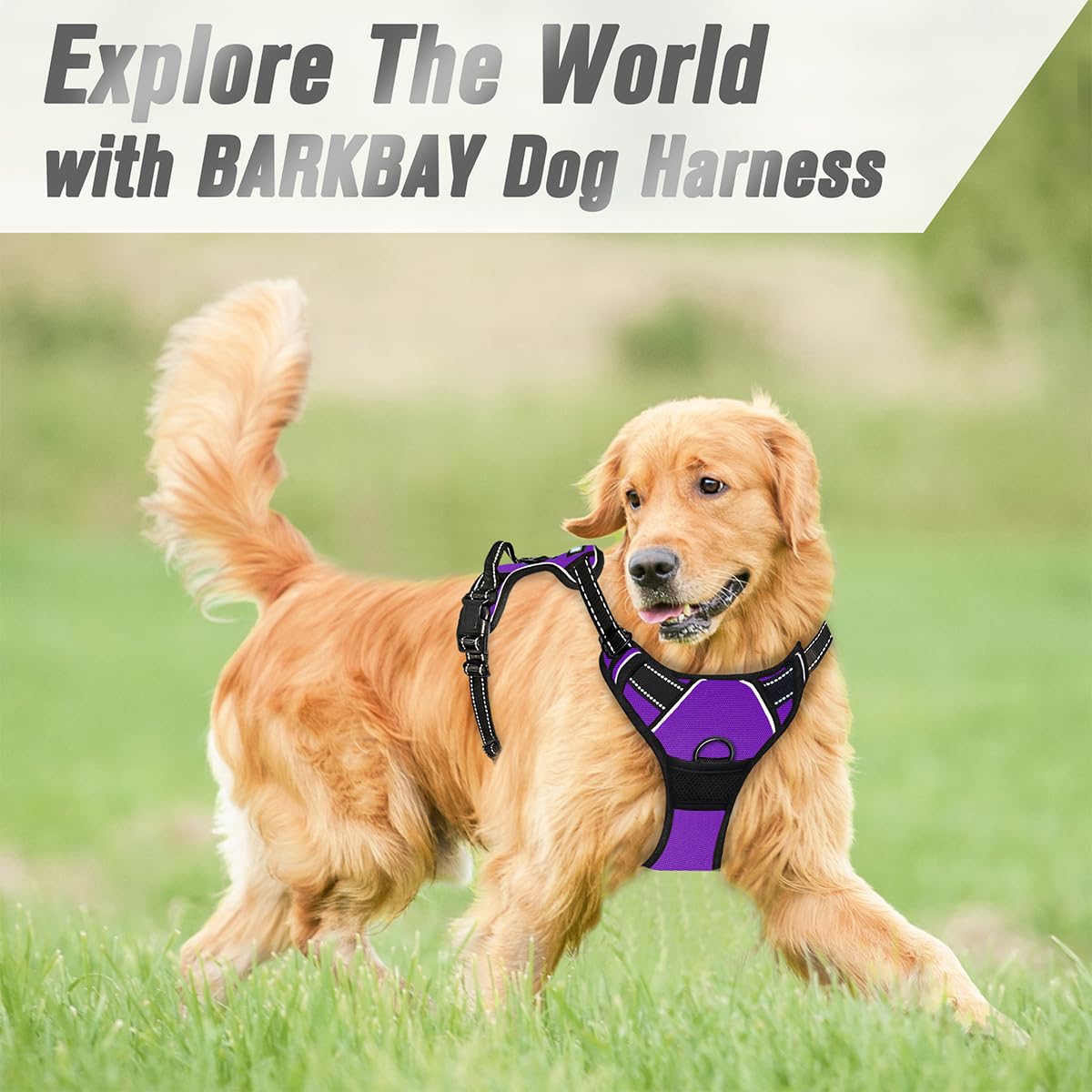 Arnés BarkBay ligero y resistente para uso diario en color morado.