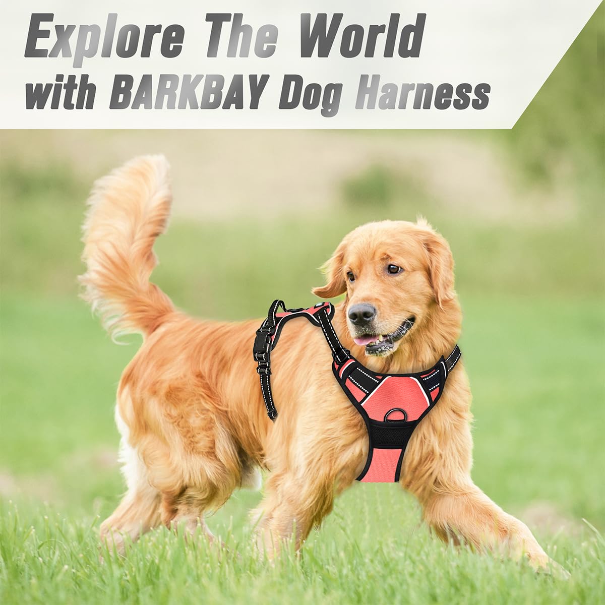 Arnés BarkBay ideal para paseos nocturnos y entrenamiento suave