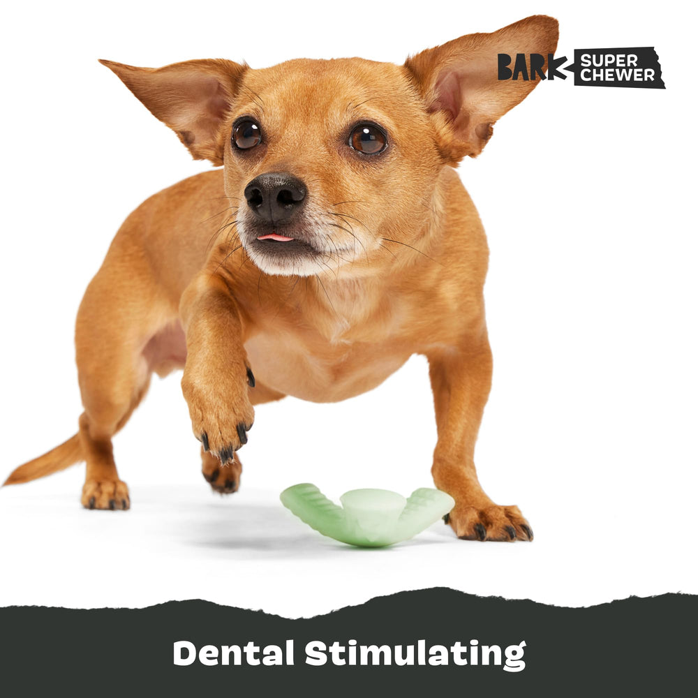 Barkbox Chopper Pequeño ayuda a mantener la higiene dental durante el juego.