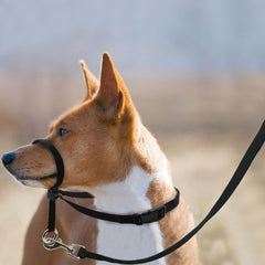 BARKLESS efecto-presion suave en cuello para guía durante caminatas.