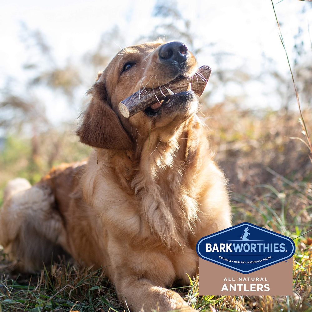 Barkworthies masticación de larga duración para mantener ocupado.
