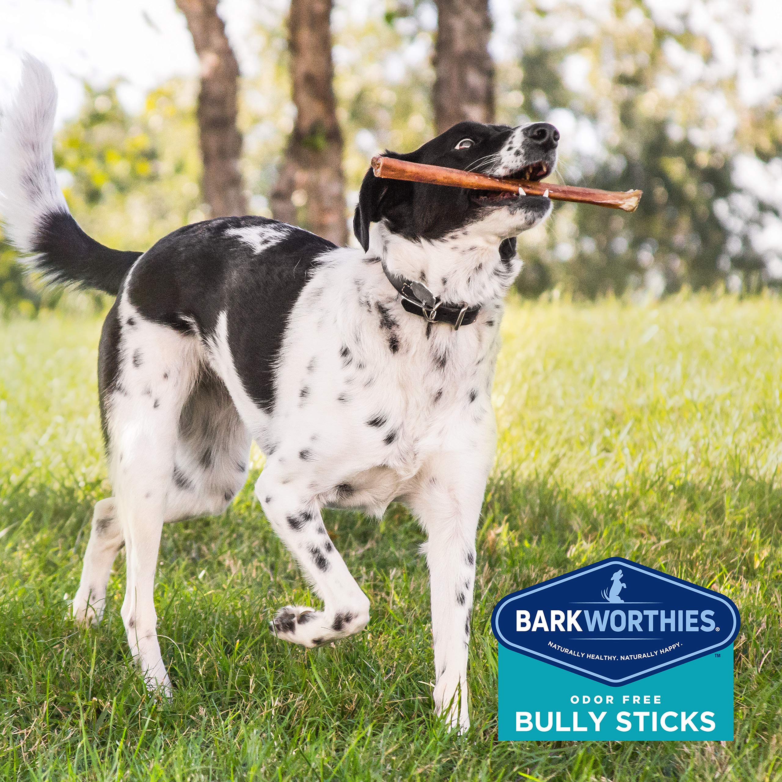 Barkworthies OdorFree Bully Stick apto para perros de todos los tamaños