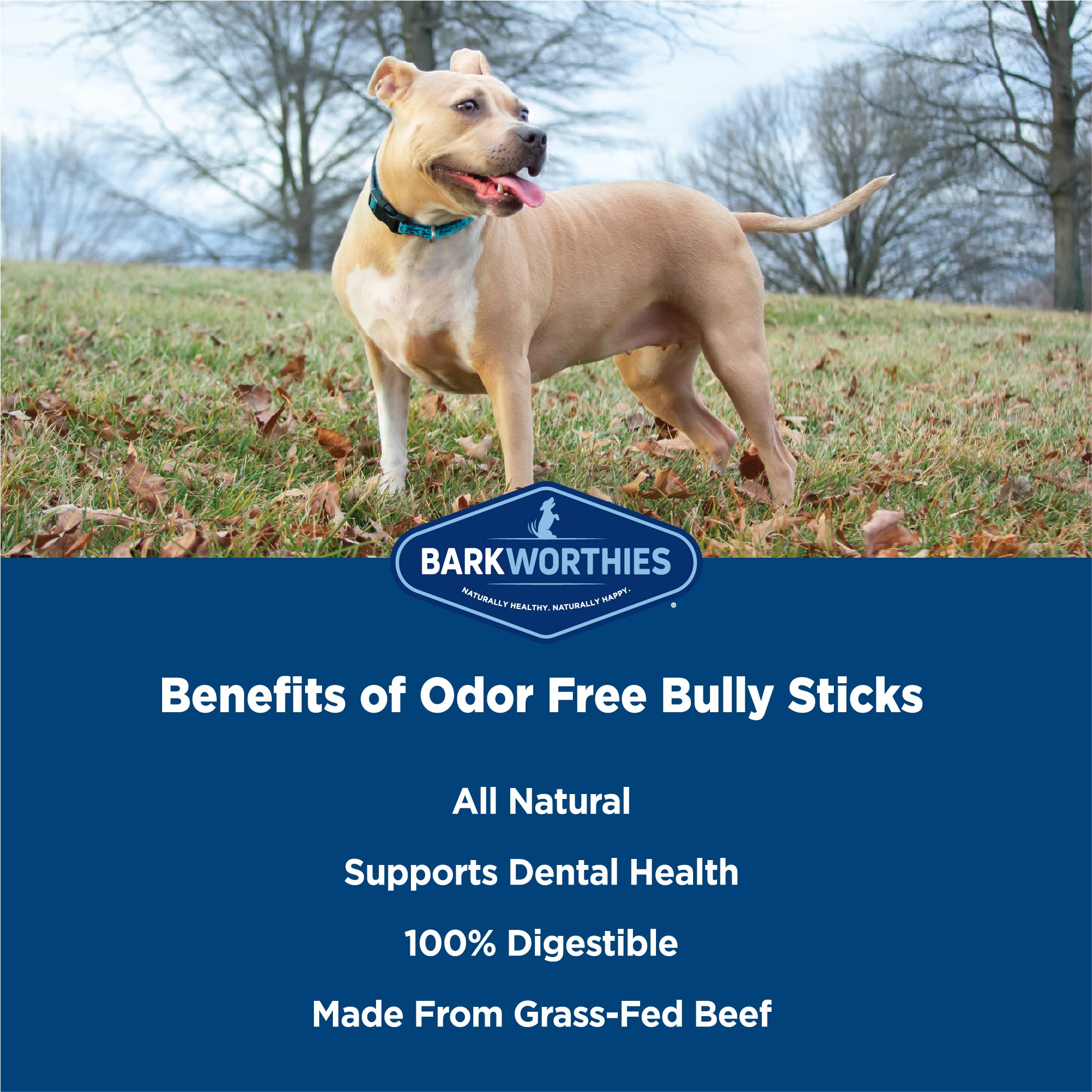 Barkworthies palitos Bully de 6 pulgadas, en mordida del perro, sabor agradable.