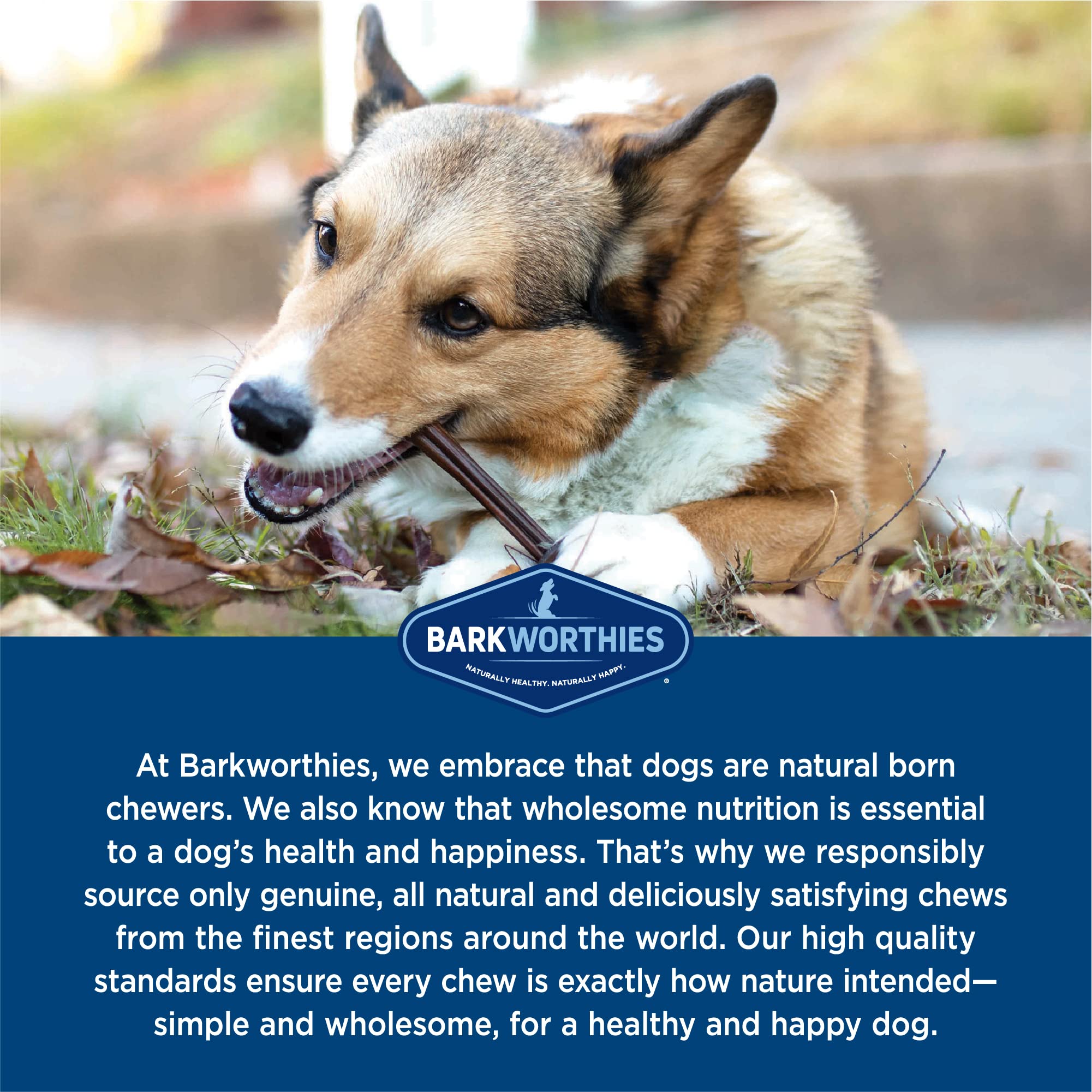 Barkworthies palitos Bully de 6 pulgadas, sin conservantes artificiales.