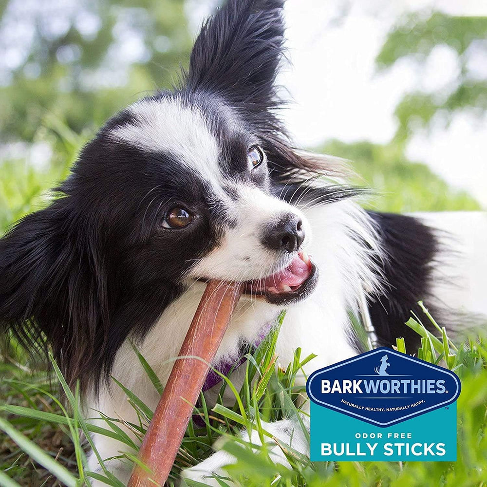 Barkworthies regalo perfecto para perros activos y fieles.
