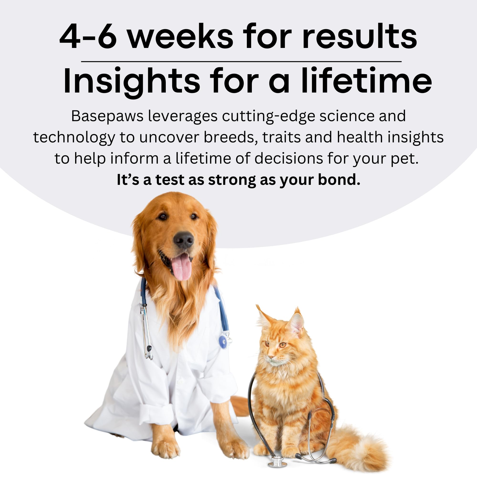 Basepaws Kit ADN para Gatos: plan de cuidado personalizado con resultados claros.