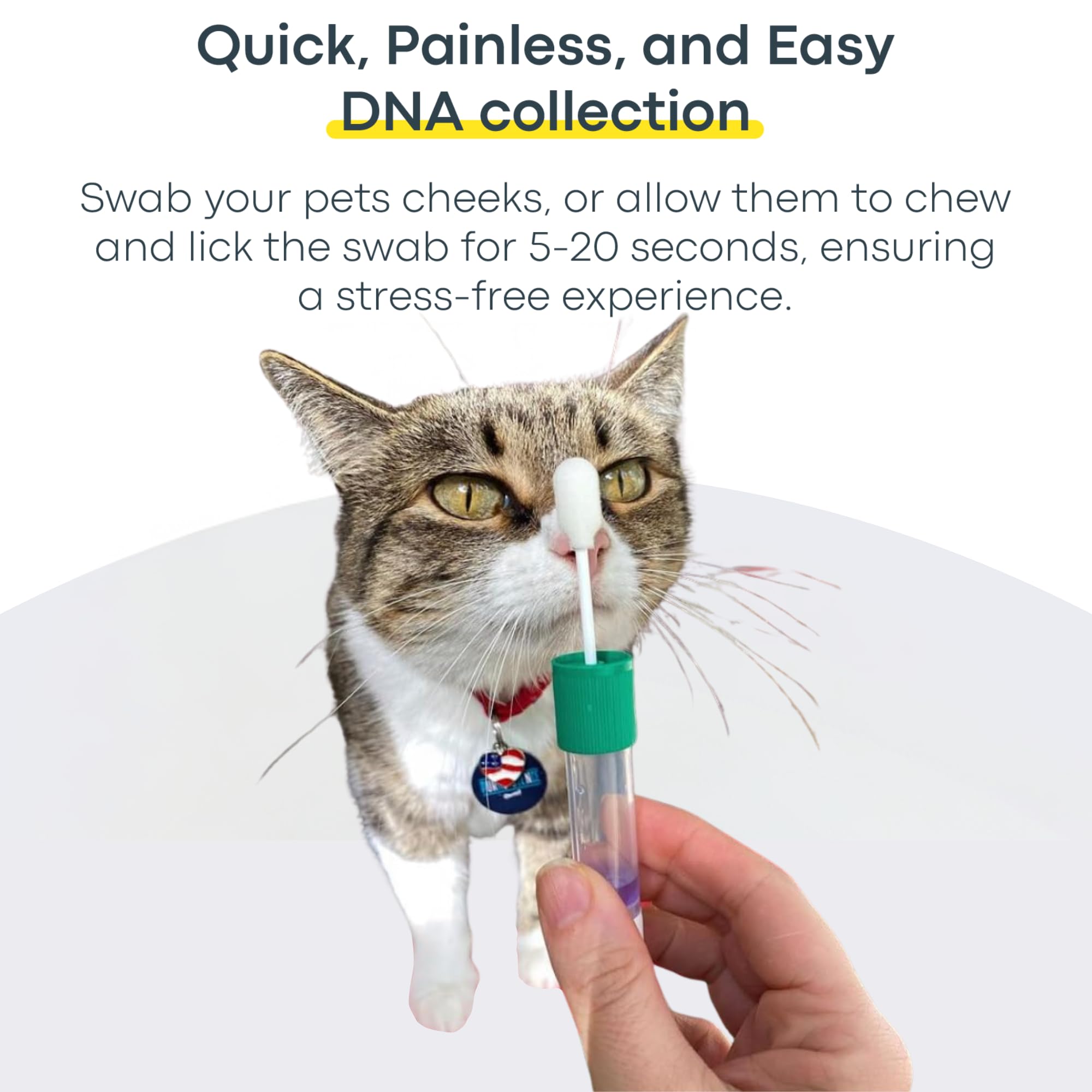Basepaws Kit ADN para Gatos: análisis de rasgos y razas para entender su gato.