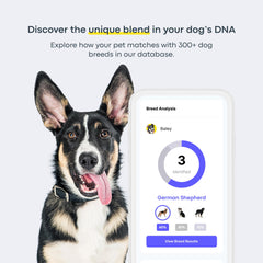 Basepaws Kit Prueba ADN Perro Salud: detecta posibles riesgos genéticos.