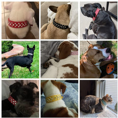 Bbmmayy collar-perro-piel-sintetica-cristales combina durabilidad y confort para paseos diarios.