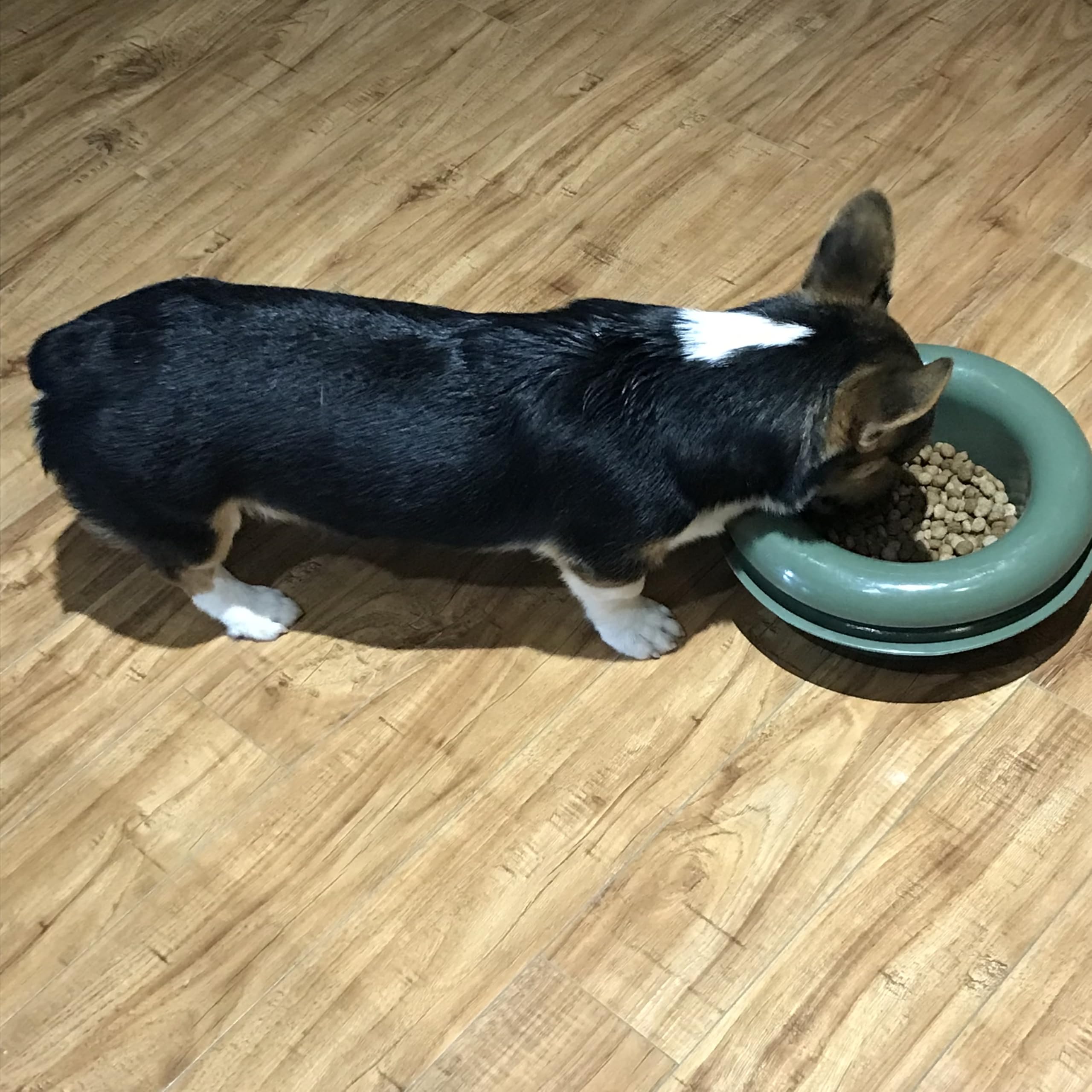 The Mote: apto para perros y gatos, interior o exterior.
