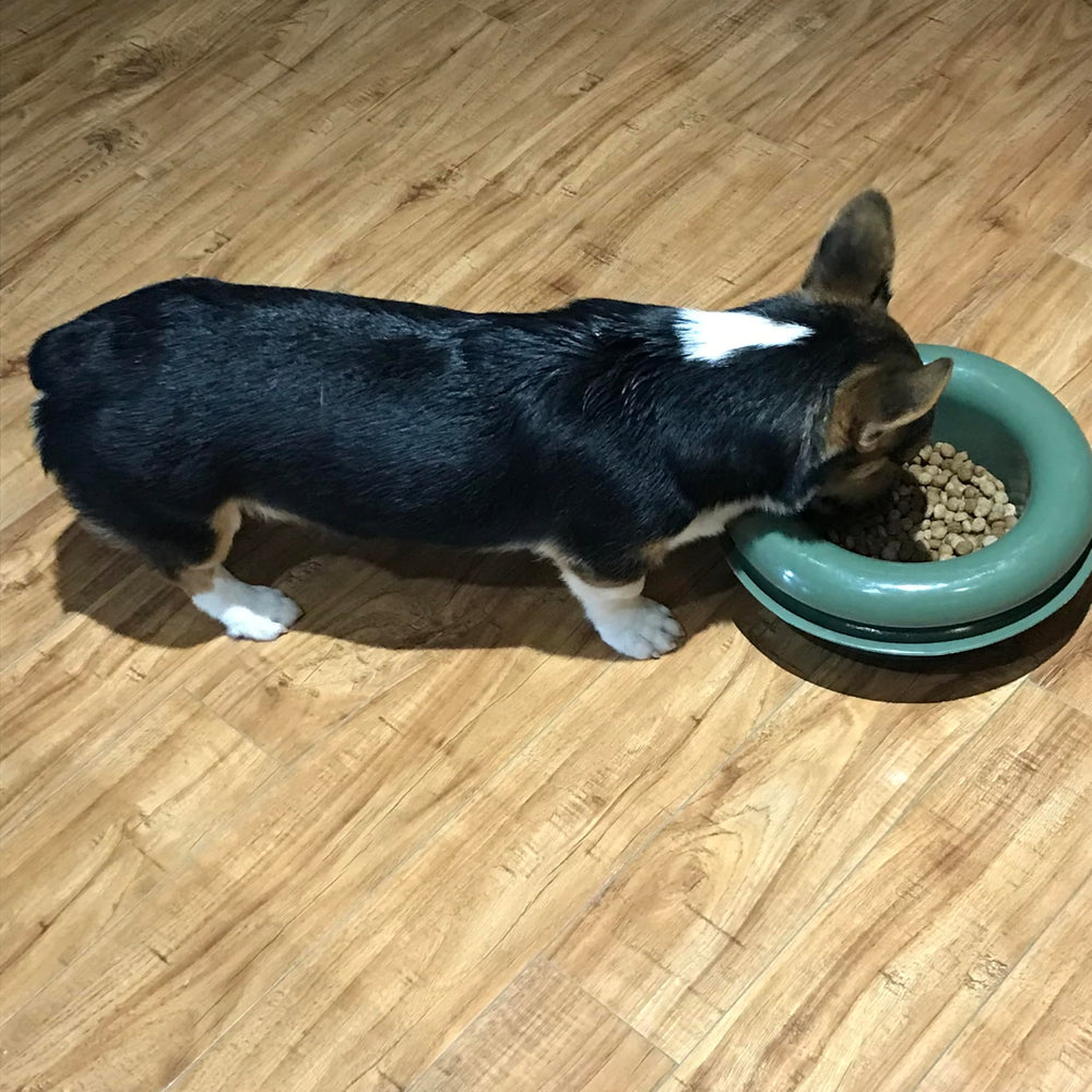 The Mote: apto para perros y gatos, interior o exterior.