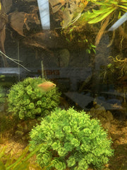 BEGONDIS conjunto de dos plantas para acuario, diseño equilibrado