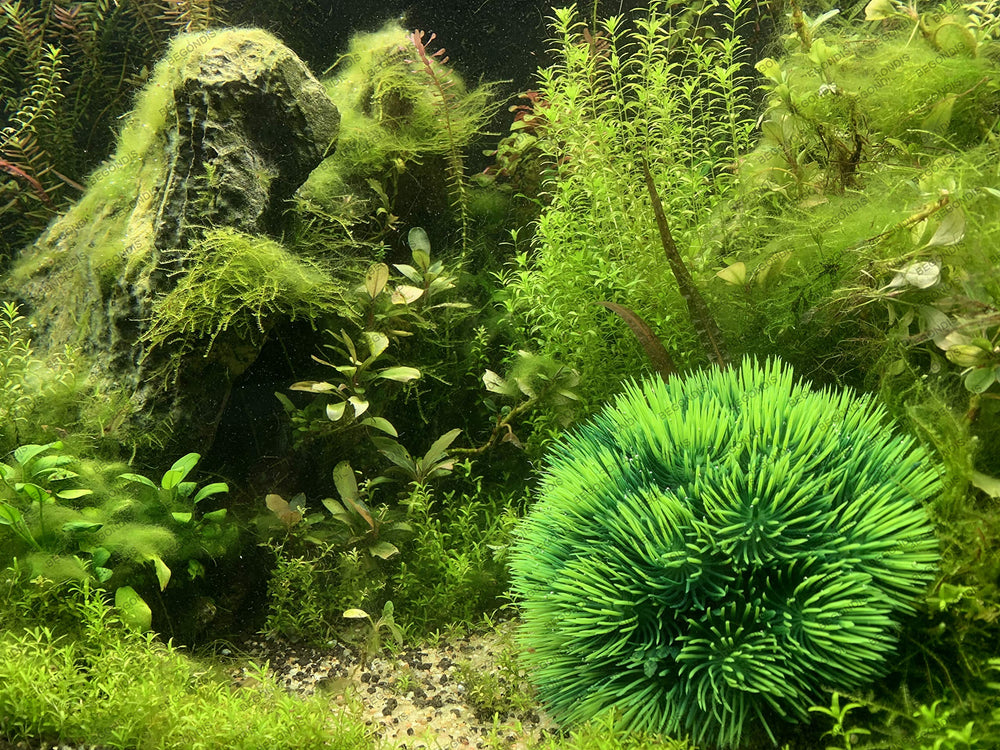 BEGONDIS decoraciones acuarias en verde, aptas para agua dulce o salada.