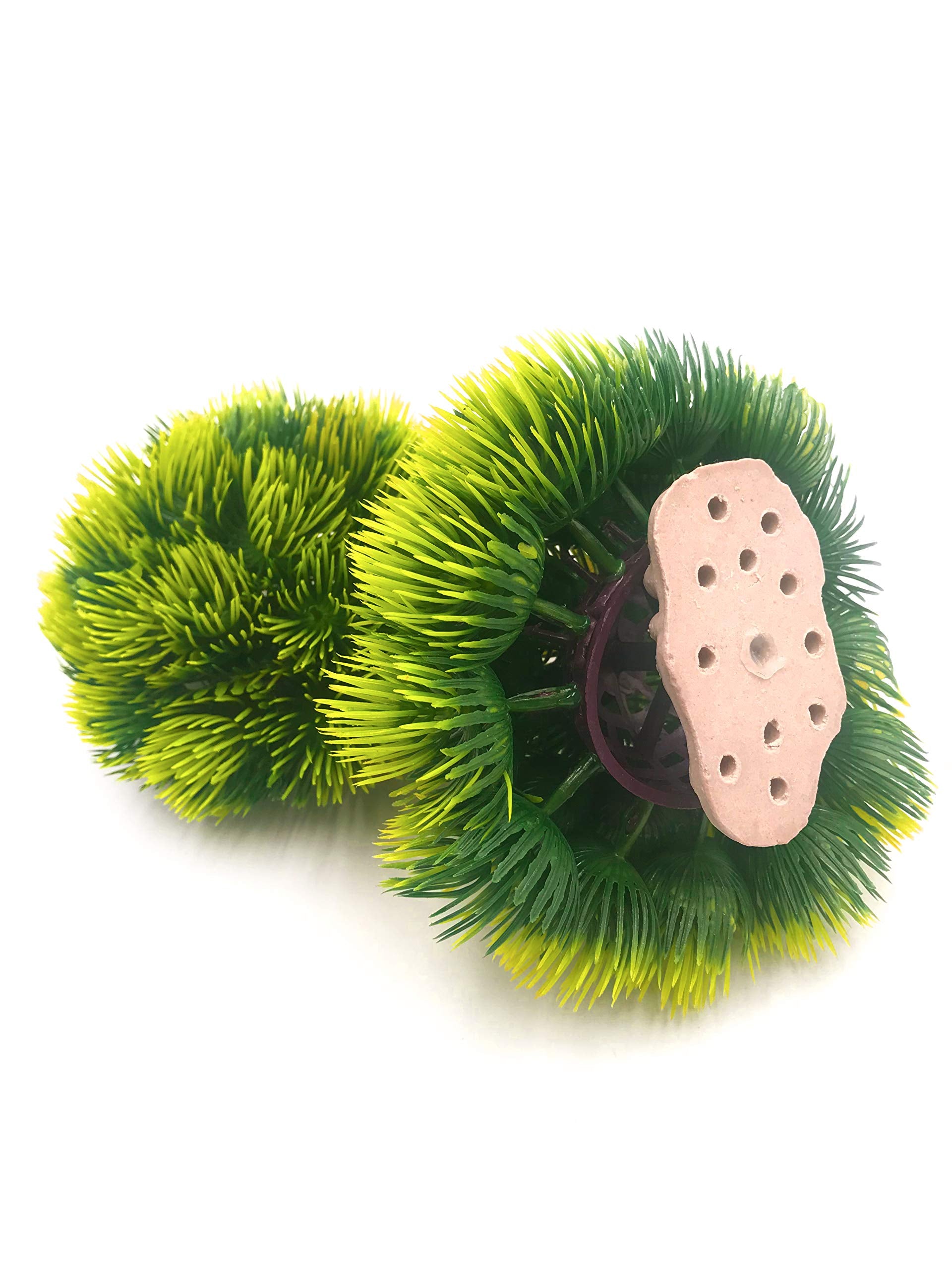 BEGONDIS planta de acuario verde, mejora la estética y ofrece escondites para peces.
