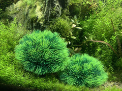 BEGONDIS planta sintética para acuario verde, tamaño compacto ideal para tanques pequeños.