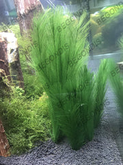 BEGONDIS plantas de acuario de 30x17 cm para decoración duradera