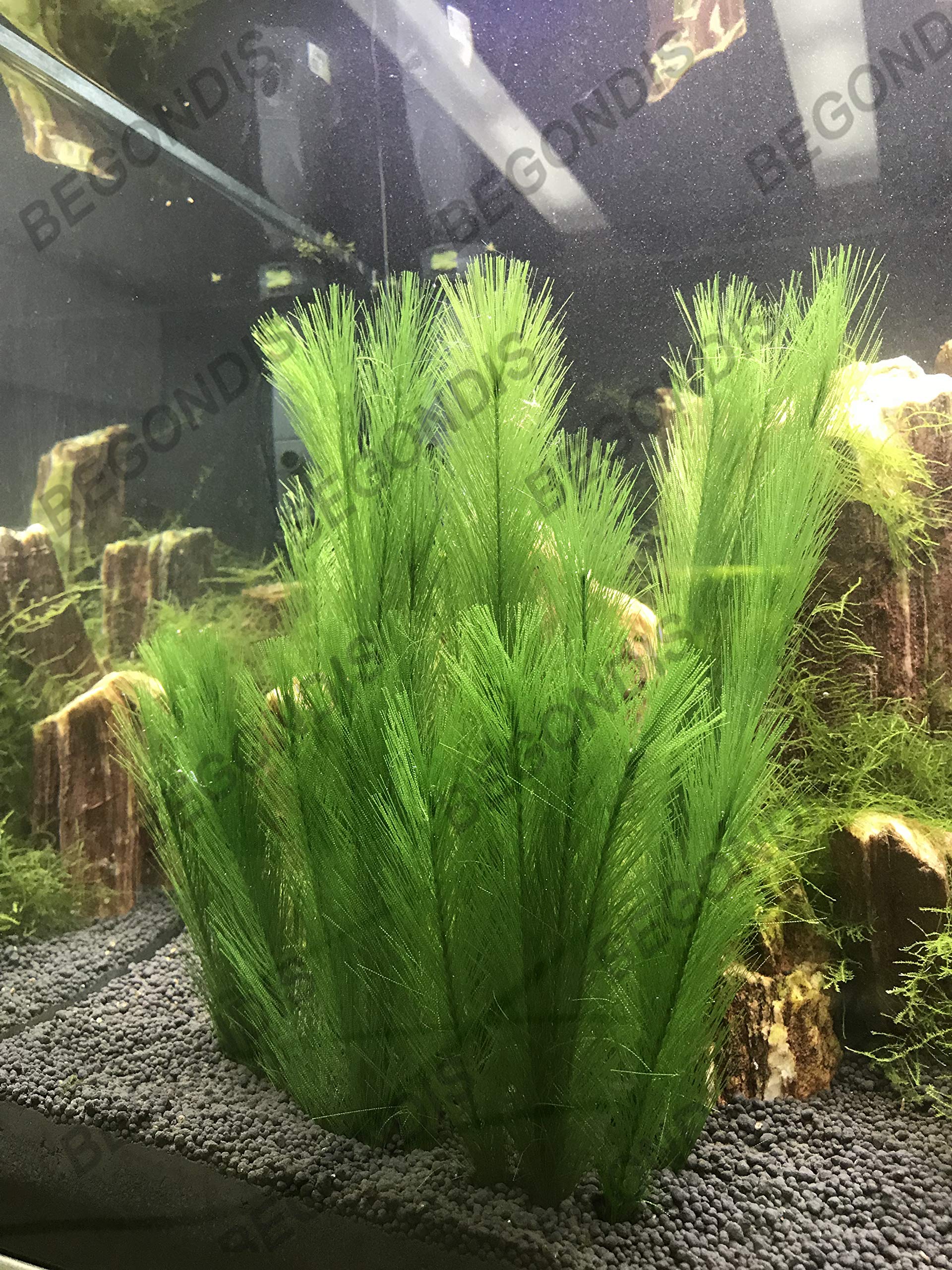 BEGONDIS plantas de seda para acuario aportan color duradero
