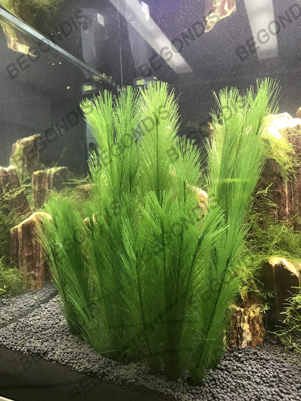 BEGONDIS plantas de seda para acuario aportan color duradero