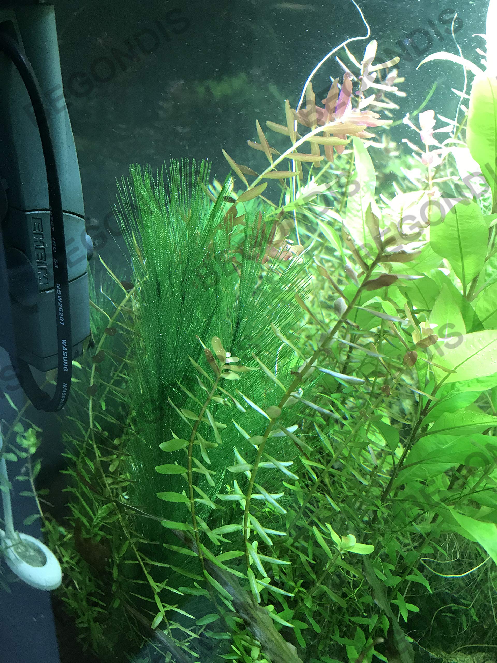 BEGONDIS plantas para acuario tono verde que fomenta un entorno más real
