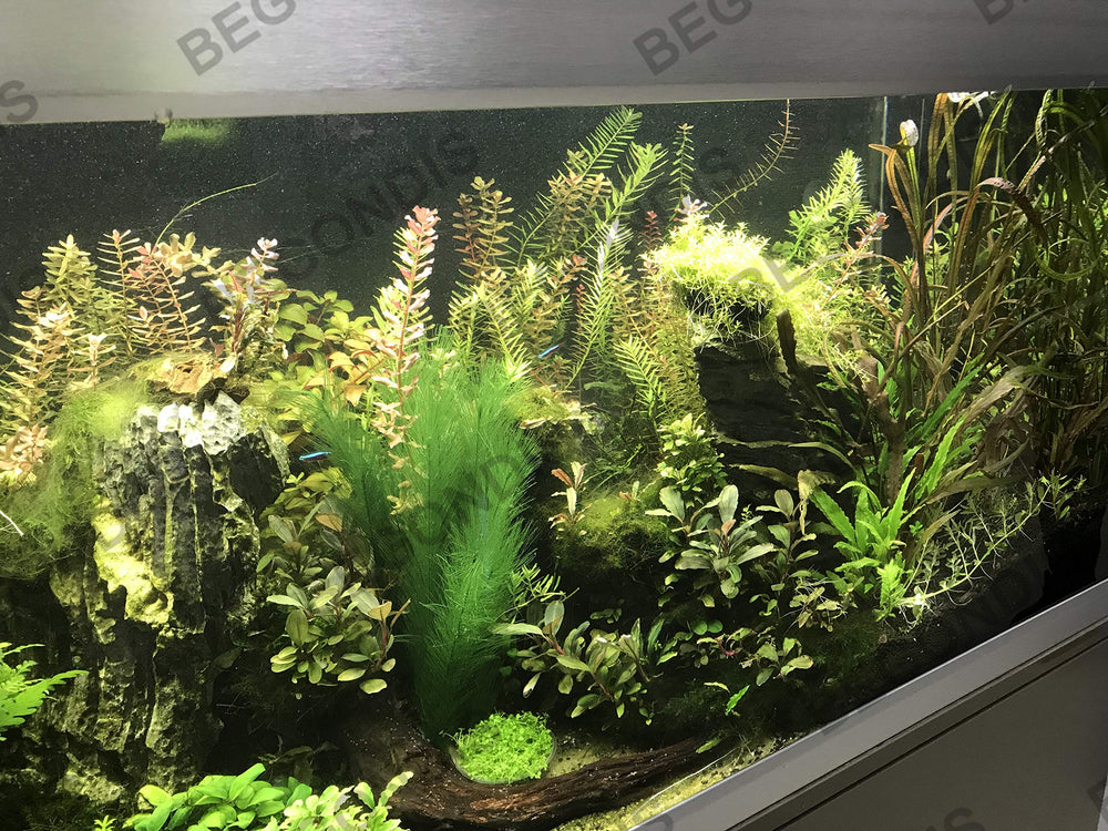 BEGONDIS plantas acuario tres piezas para un acento verde
