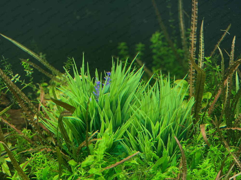 BEGONDIS plantas acuario verdes artificiales: aptas para agua dulce o salada.