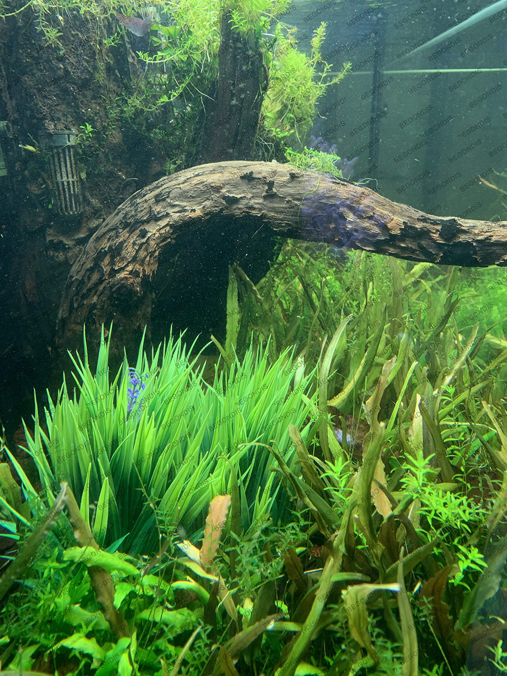 BEGONDIS plantas acuario verdes dos piezas: instalación rápida y limpieza sencilla.