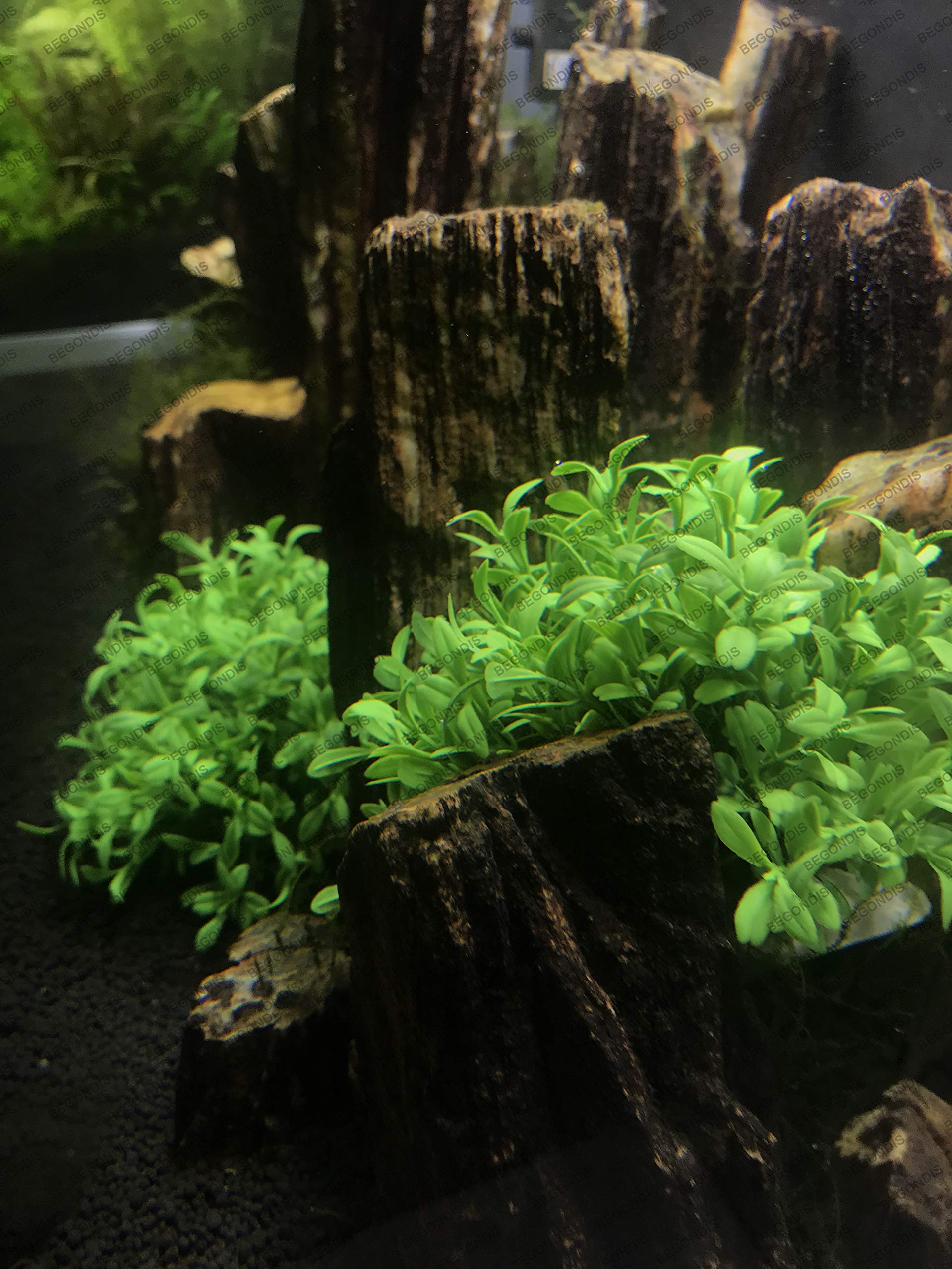 BEGONDIS plantas artificiales, dos piezas por pack, instalación simple