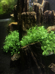 BEGONDIS plantas artificiales, dos piezas por pack, instalación simple