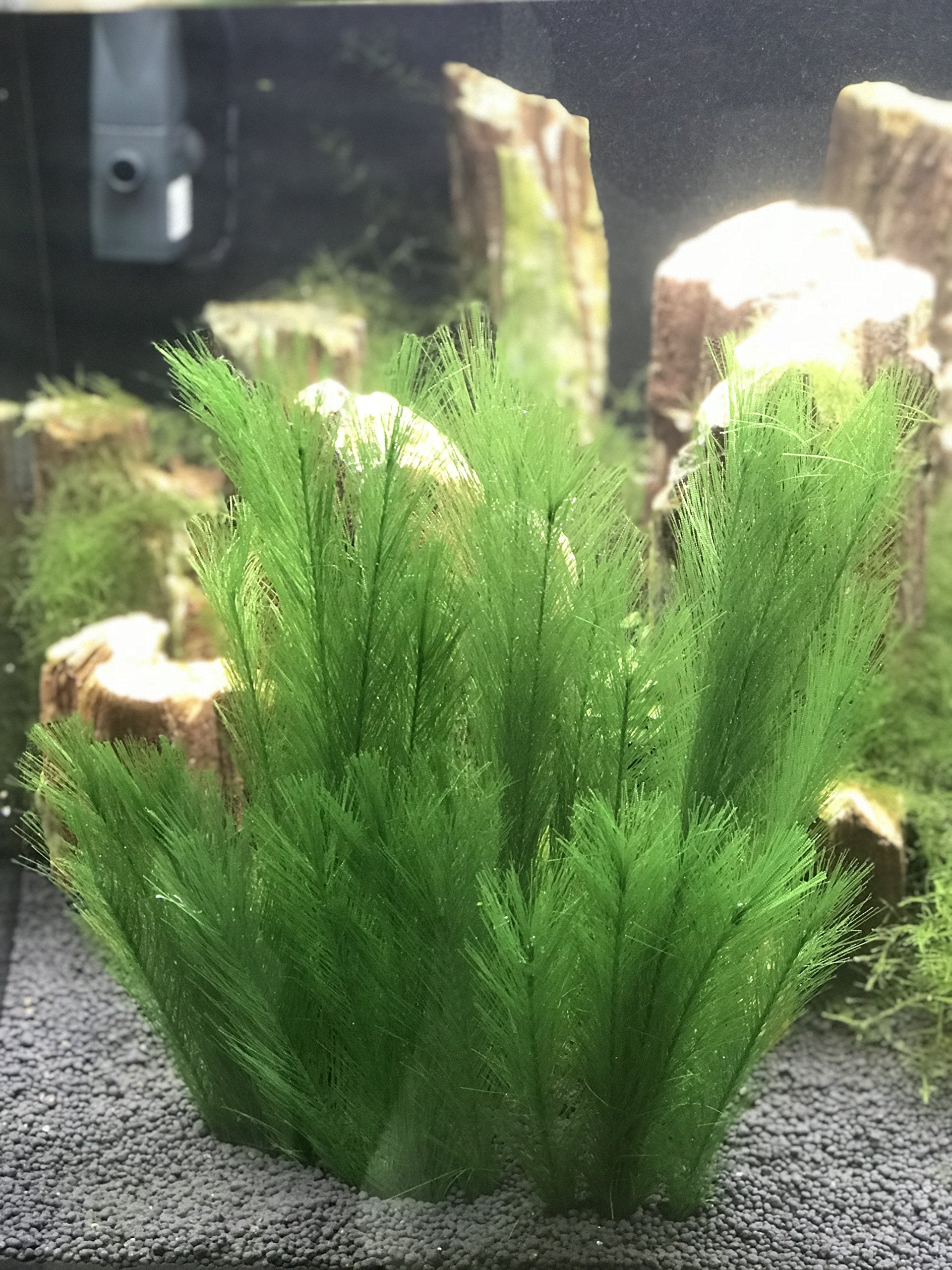BEGONDIS plantas-seda-verde de acuario mejoran la estética del tanque sin esfuerzo.