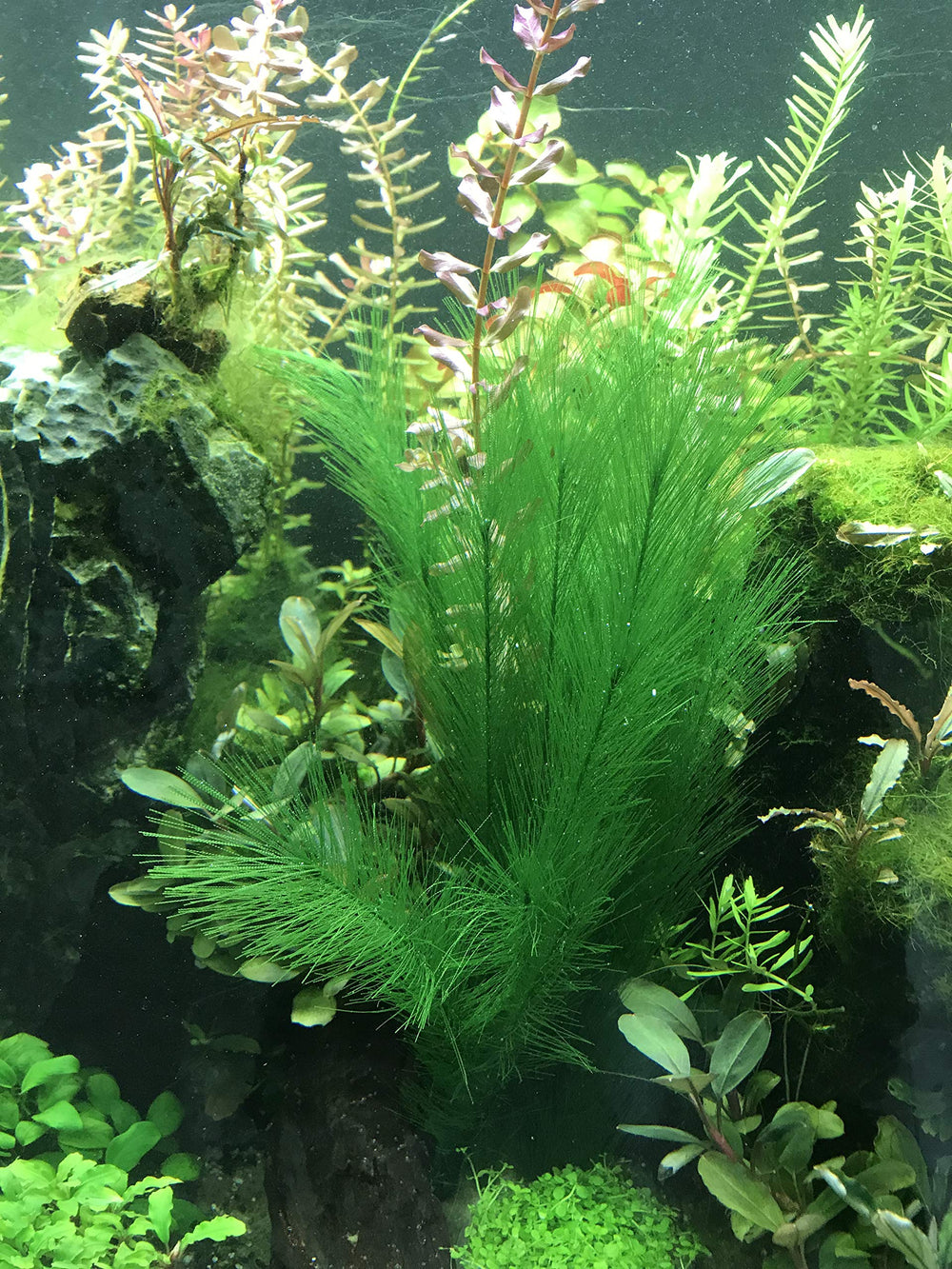 BEGONDIS plantas-seda-verde permiten crear zonas de escondite para peces curiosos.