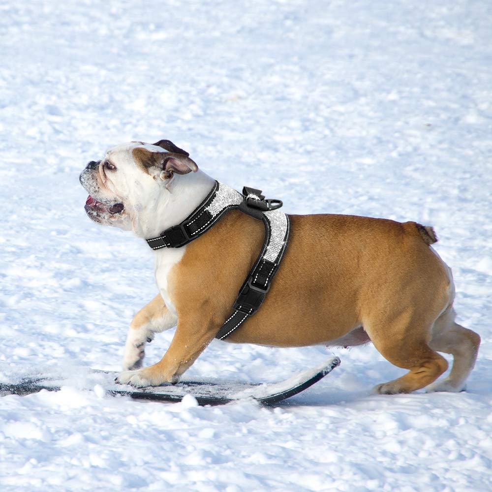 Beirui arnés para perro, ideal para paseos y fiestas.