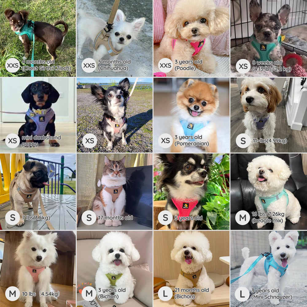 BELLA & PAL guía de tallas para perros pequeños y medianos